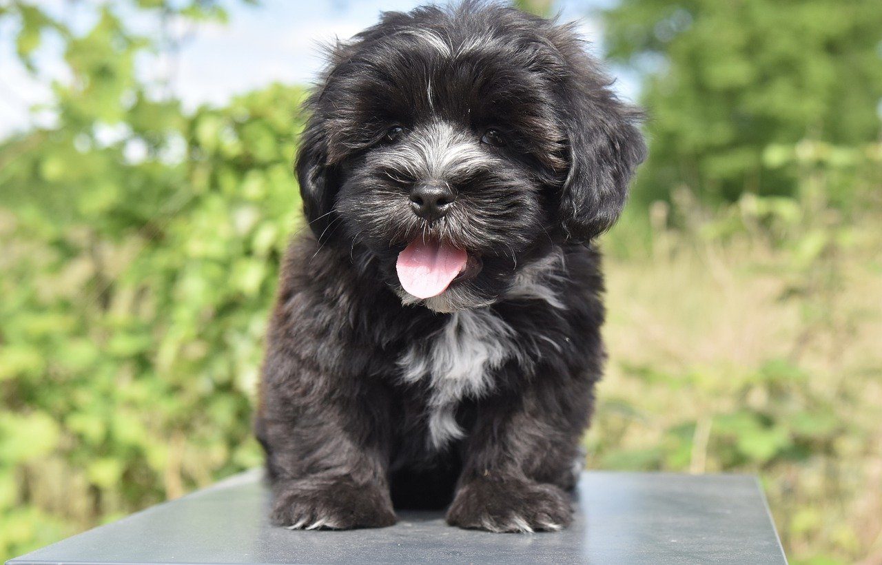 dog, havanese puppy, young dog-7217189.jpg
